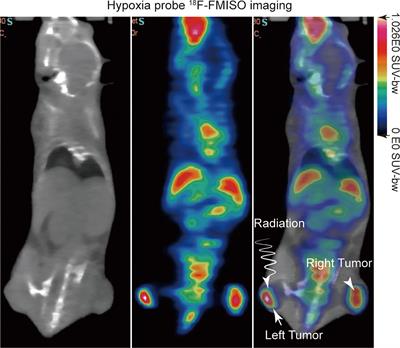 Biological Guided Carbon-Ion Microporous Radiation to Tumor Hypoxia Area Triggers Robust Abscopal Effects as Open Field Radiation